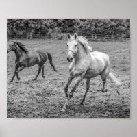 Beautiful Horses B&W