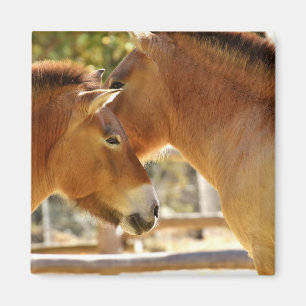 Beautiful Horses Magnet