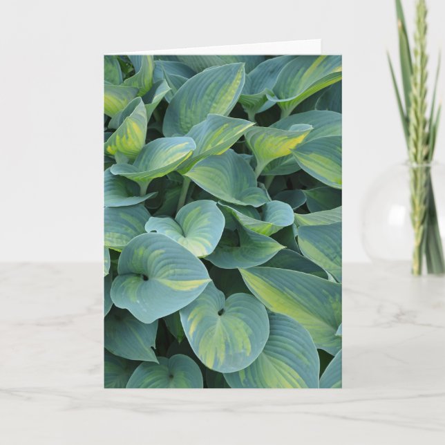 Beautiful hosta plant greeting card (Front)