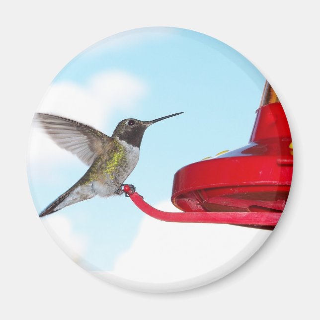 Beautiful Hummingbird and Feeder Magnet (Front)
