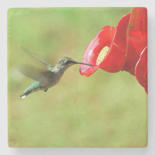 Beautiful Hummingbird Feeding Stone Coaster
