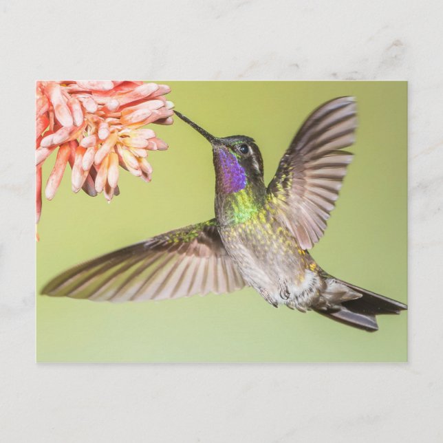 Beautiful Hummingbird Flying to a Flower Postcard (Front)