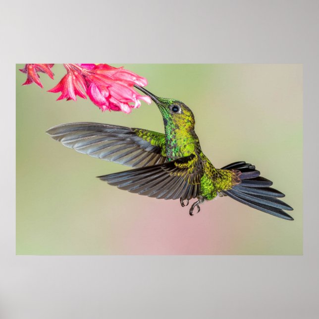 Beautiful Hummingbird Flying to a Flower Poster (Front)