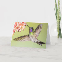 Beautiful Hummingbird Flying to a Flower Sympathy