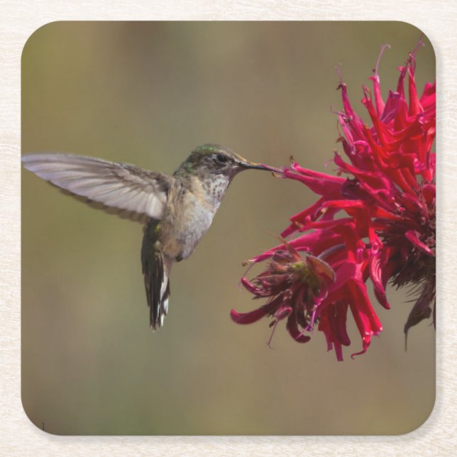 Beautiful Hummingbird in Flight Coaster Set (Front)