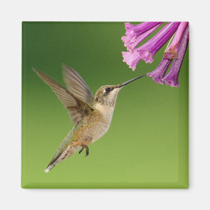 Beautiful Hummingbird Nature Scenery Magnet