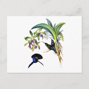 Beautiful Hummingbirds and Purple Orchids Postcard