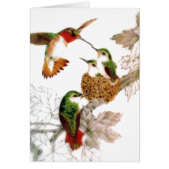 Beautiful Hummingbirds Photo (Front)