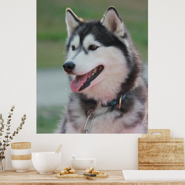 Beautiful Husky Art Print Sled Dog  (Kitchen)