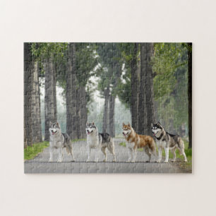 Beautiful Husky Dogs on a Nature Trail Jigsaw Puzzle