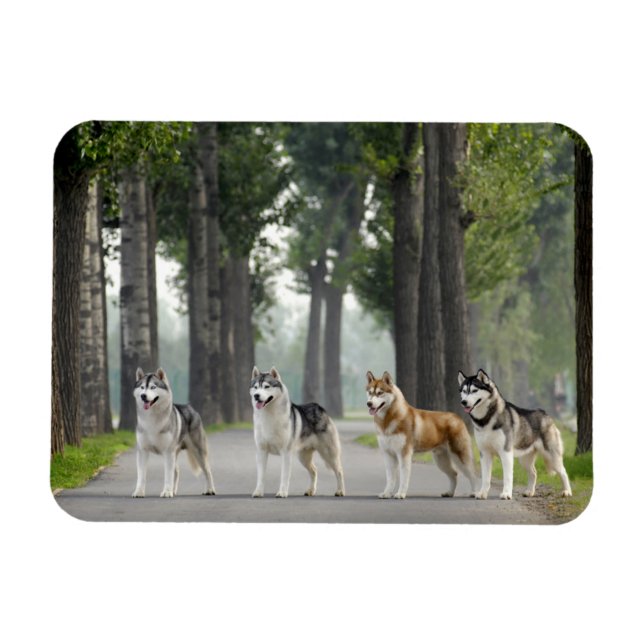 Beautiful Husky Dogs on a Nature Trail Magnet (Horizontal)