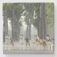 Beautiful Husky Dogs on a Nature Trail