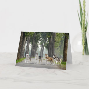 Beautiful Husky Dogs on Nature Trail Card