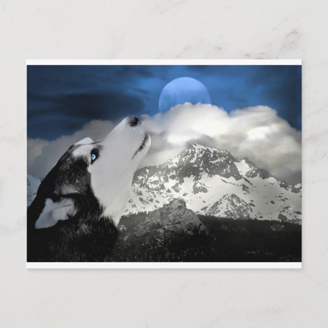 Beautiful Husky Holiday Postcard (Front)