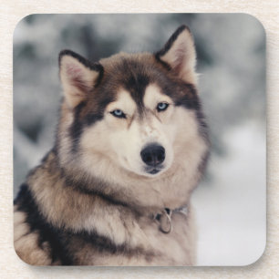Beautiful Husky in the Outdoors Coaster