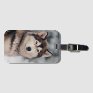 Beautiful Husky in the Outdoors Luggage Tag