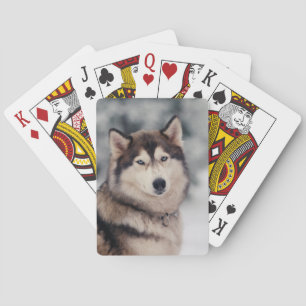 Beautiful Husky in the Outdoors Playing Cards