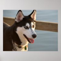 Beautiful Husky Photography Sled Dog 