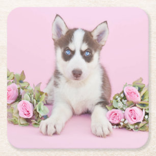 Beautiful Husky Puppy with Pink Roses Square Paper Coaster