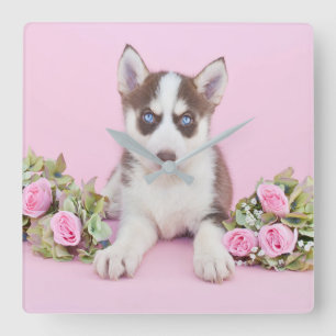 Beautiful Husky Puppy with Pink Roses Square Wall Clock