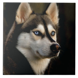 Beautiful Husky Throw Pillow Tile