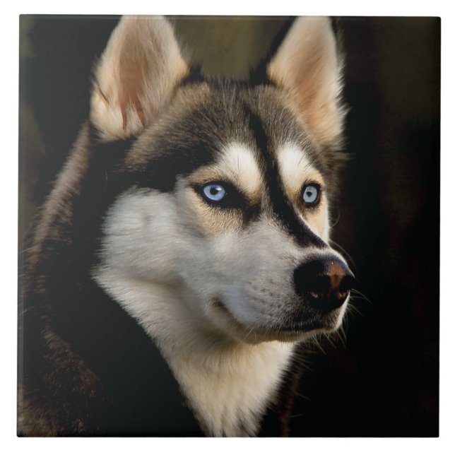 Beautiful Husky Throw Pillow Tile (Front)