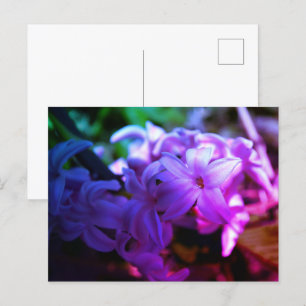 Beautiful Hyacinth (Hyacinthus) Flower Postcard
