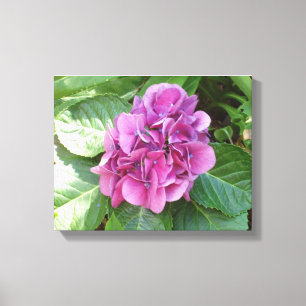 Beautiful Hydrangea Canvas Print
