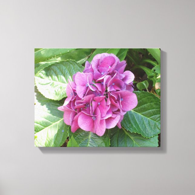 Beautiful Hydrangea Canvas Print (Front)