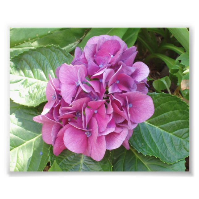 Beautiful Hydrangea Photo Print (Front)