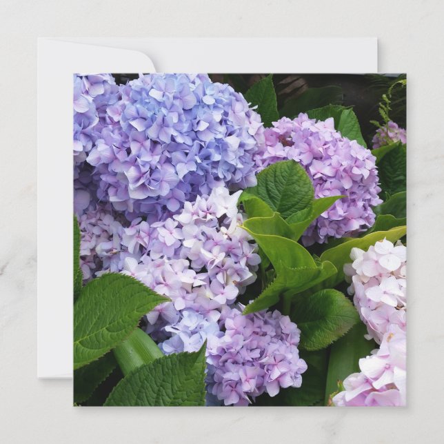 Beautiful Hydrangeas Note Card (Front)