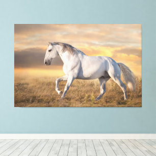 Beautiful Iberian Horse in the Meadow at Sunset Canvas Print