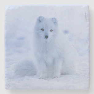 Beautiful Iceland Arctic Fox Resting in the Snow Stone Coaster