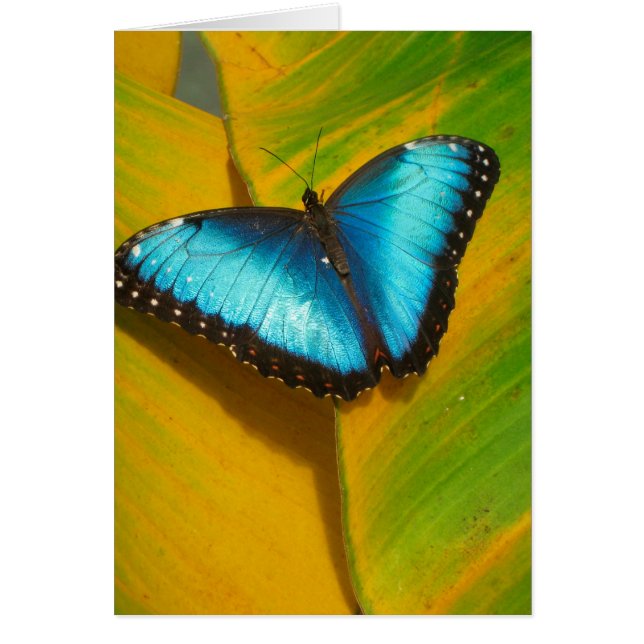 Beautiful Iridescent Butterfly (Front)