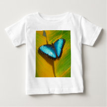 Beautiful Iridescent Butterfly