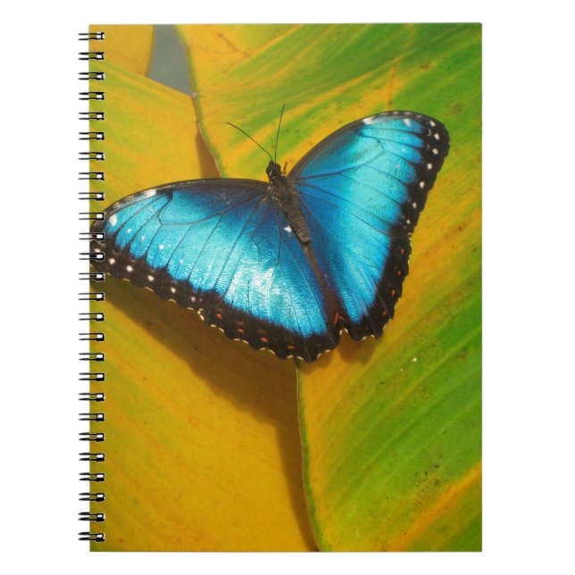 Beautiful Iridescent Butterfly Spiral Notebook (Front)