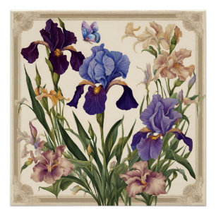 Beautiful Iris Flower Blooms  Poster