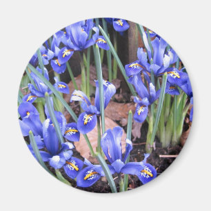 BEAUTIFUL IRIS MAGNET