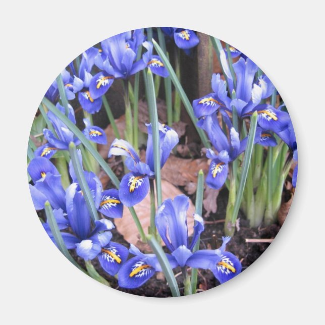 BEAUTIFUL IRIS MAGNET (Front)