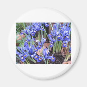 BEAUTIFUL IRIS MAGNET