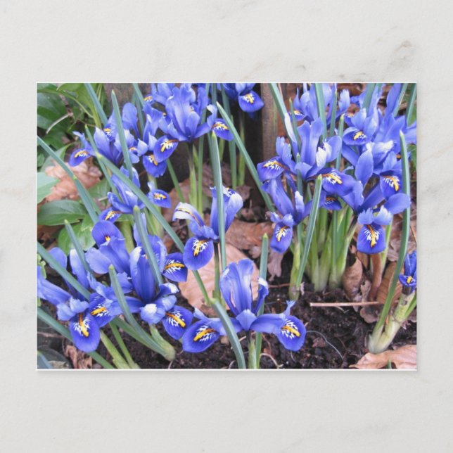 BEAUTIFUL IRIS POSTCARD (Front)