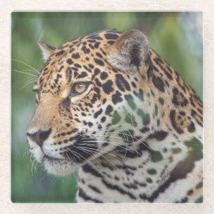 Beautiful Jaguar in the Wild Glass Coaster