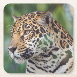 Beautiful Jaguar in the Wild Square Paper Coaster