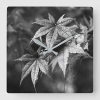 Beautiful Japanese Maple Leaf Portrait in B/W