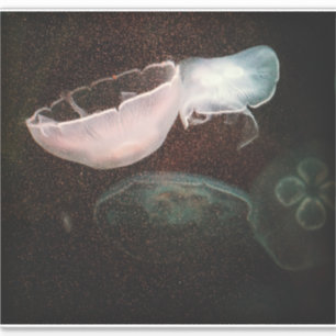 Beautiful Jellyfish