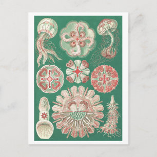 Beautiful Jellyfish Postcard