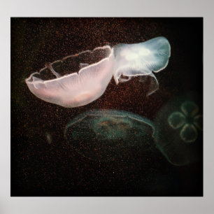 Beautiful Jellyfish Poster