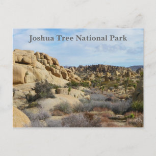 Beautiful Joshua Tree Postcard! Postcard