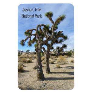 Beautiful Joshua Tree Premium Magnet! Magnet