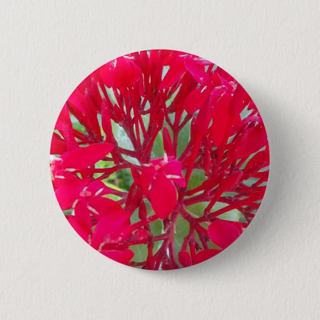 Beautiful Kaleidoscope of Colourful Red Milkweed  6 Cm Round Badge (Front)